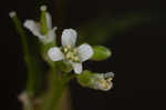 Green rockcress